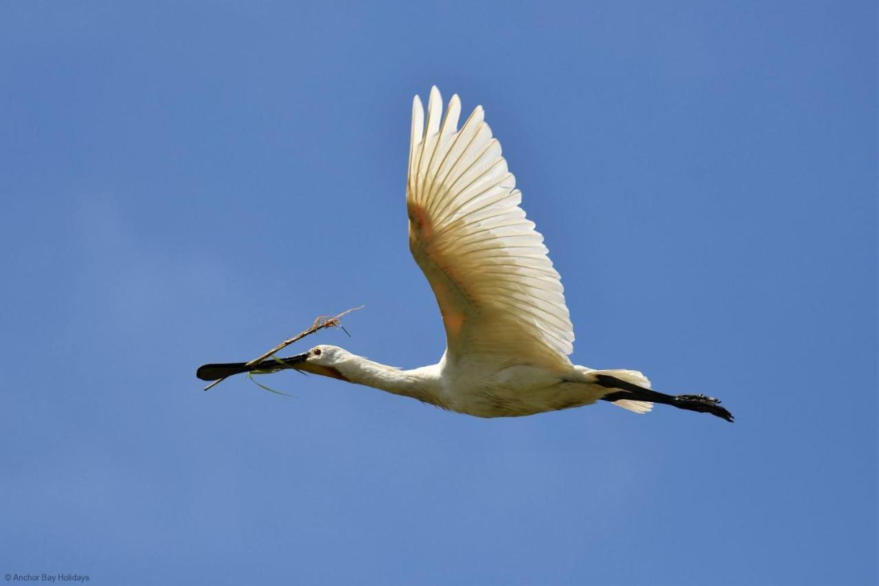 Spoonbill Cottage Filey Eksteriør billede